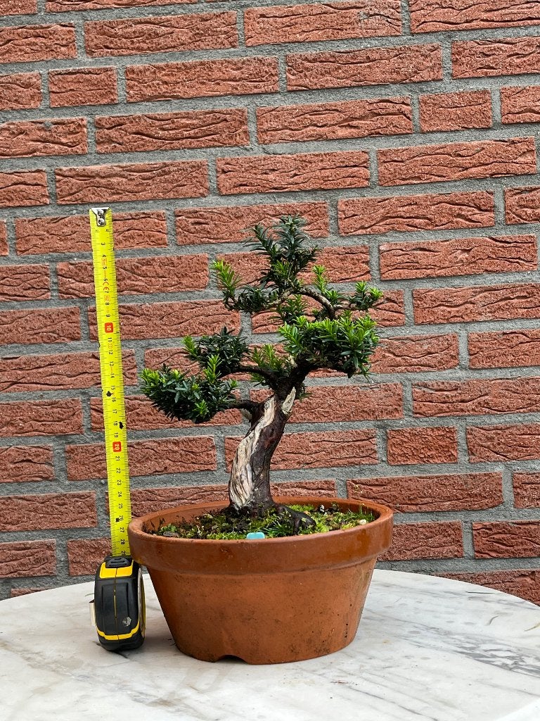 Bonsai Taxus, Tuin en Terras, In pot, Bloeit niet, Halfschaduw, Minder dan 100 cm