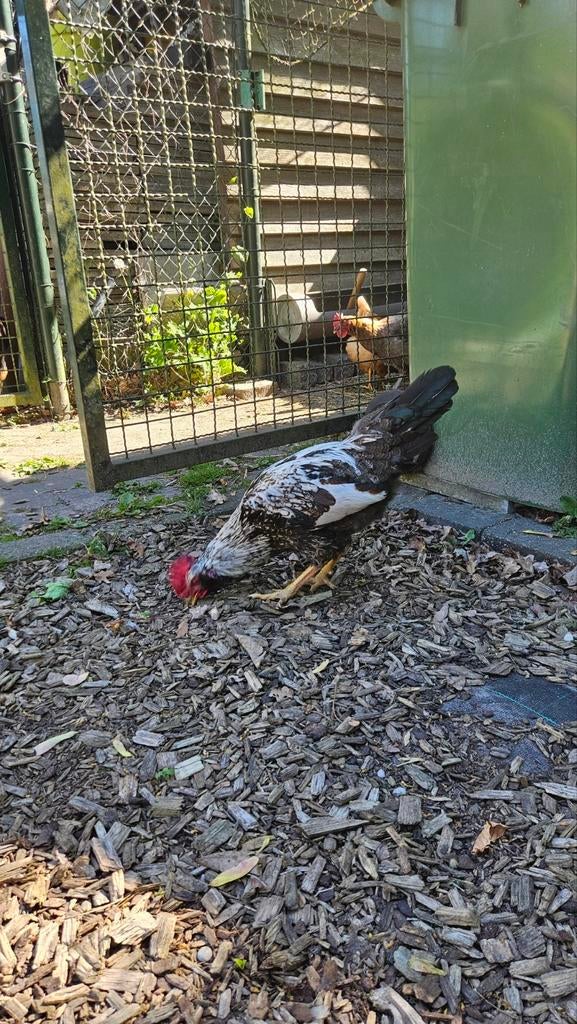 Haantje, Dieren en Toebehoren, Mannelijk, Kip