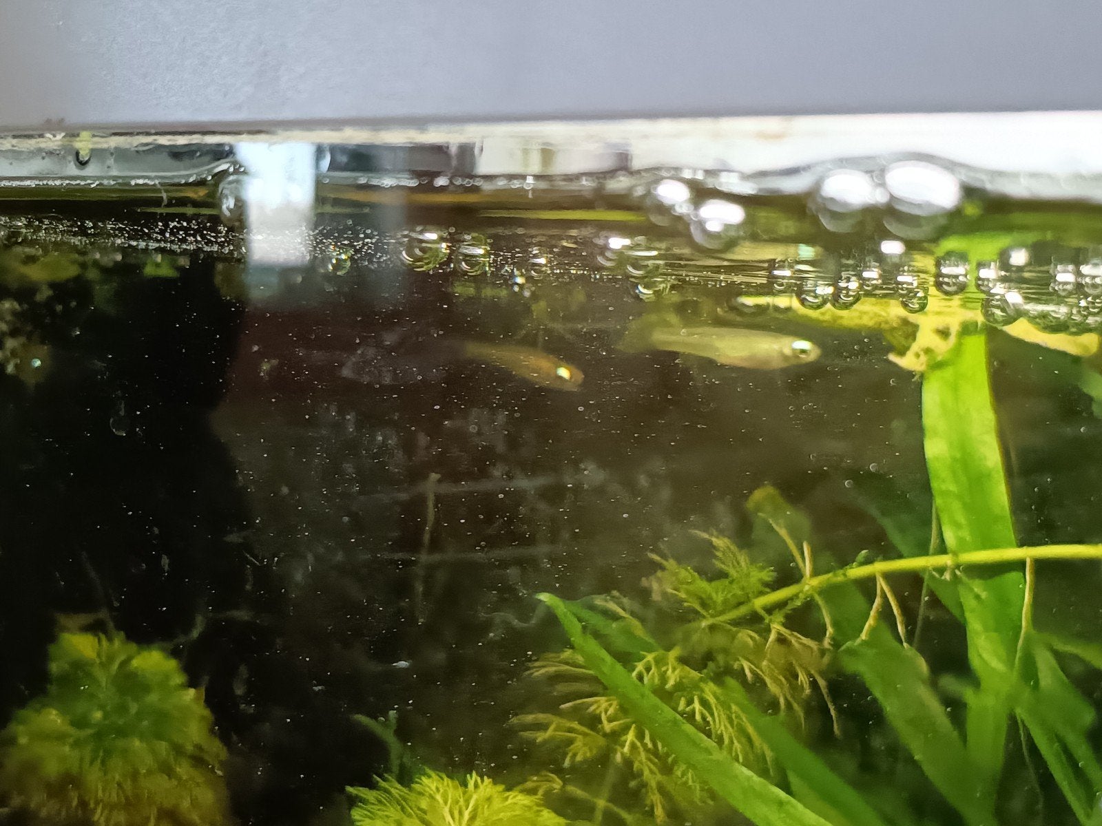 5 lichtoogjes te koop, Vis