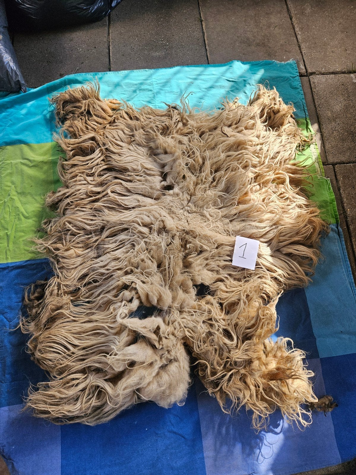 schapenvacht geschoren, Meerdere dieren, Schaap
