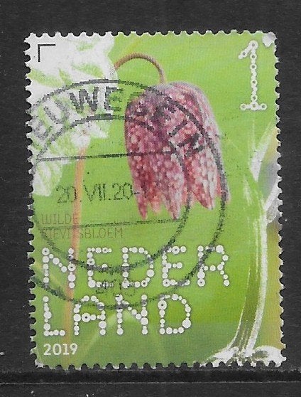 2019, Stinsenplanten, Wilde Kievitsbloem [3731] (K2306), Ophalen of Verzenden