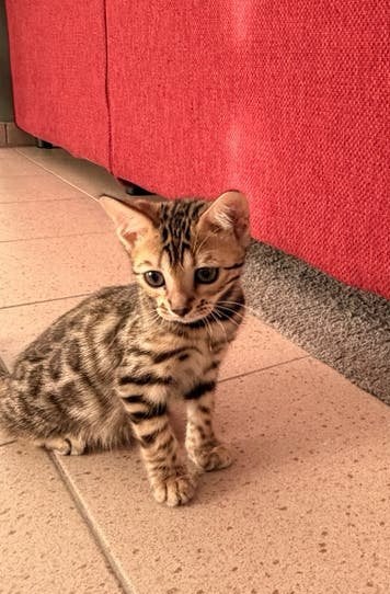 bengaal kitten  vrouwtje, Dieren en Toebehoren, Katten en Kittens | Raskatten | Korthaar, Poes, Gechipt, 0 tot 2 jaar