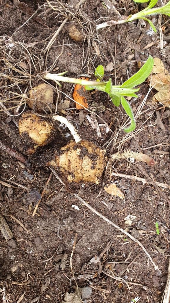Aardperen voor uw moestuin - Direct uit de Grond, Tuin en Terras, Bloembollen en Zaden, Knol, Voorjaar, Halfschaduw, Ophalen of Verzenden