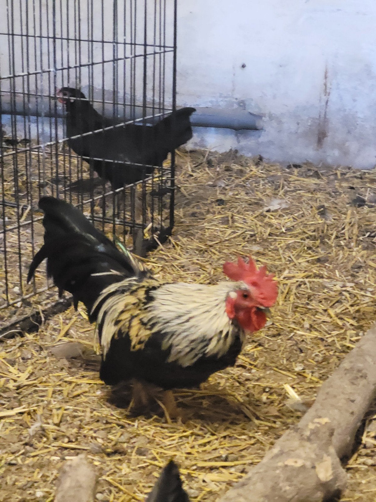 Haantjes, Dieren en Toebehoren, Pluimvee, Mannelijk, Kip
