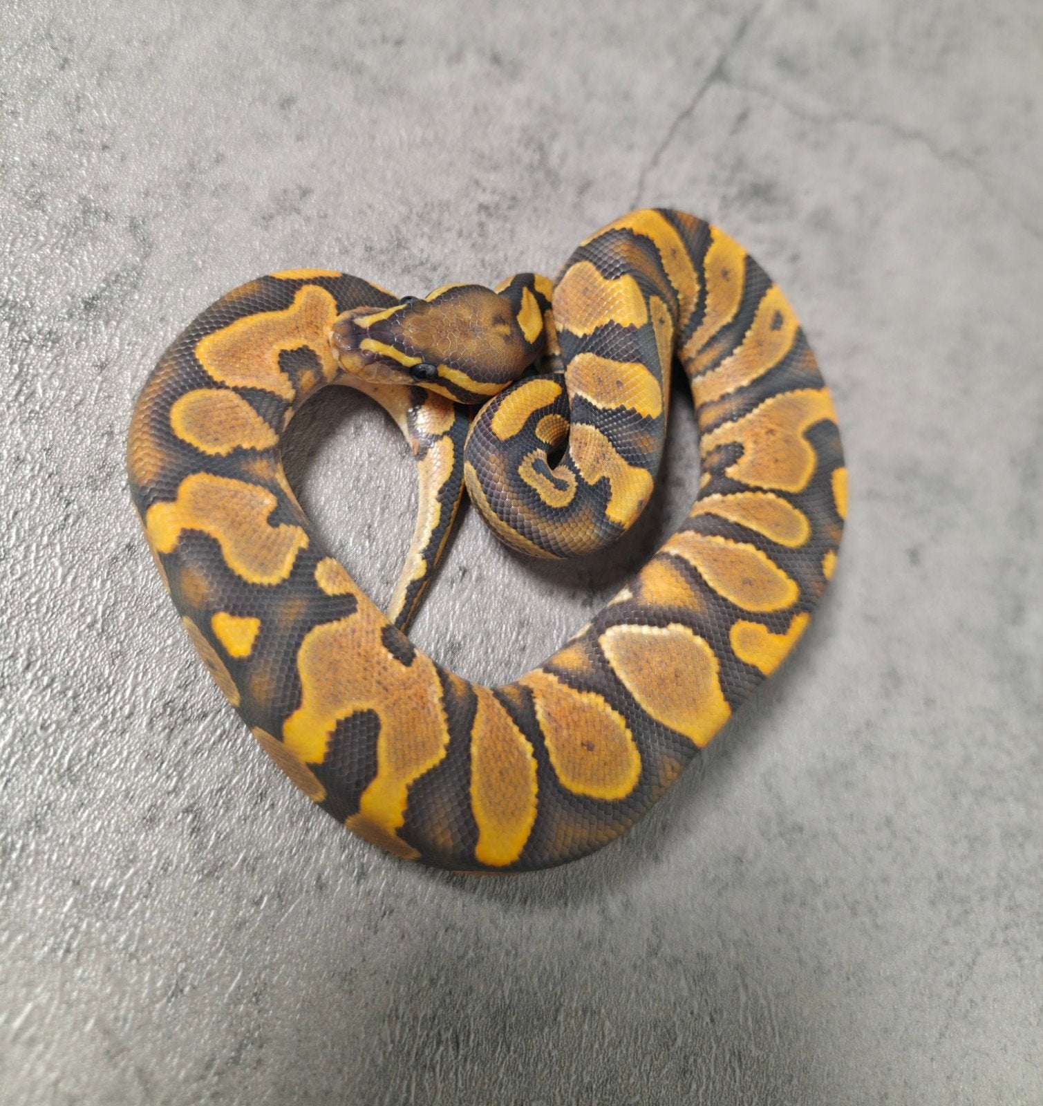 Calico Hypo/Ghost♂️ 2026 Python regius Ball Python - unknown for sale from G.B