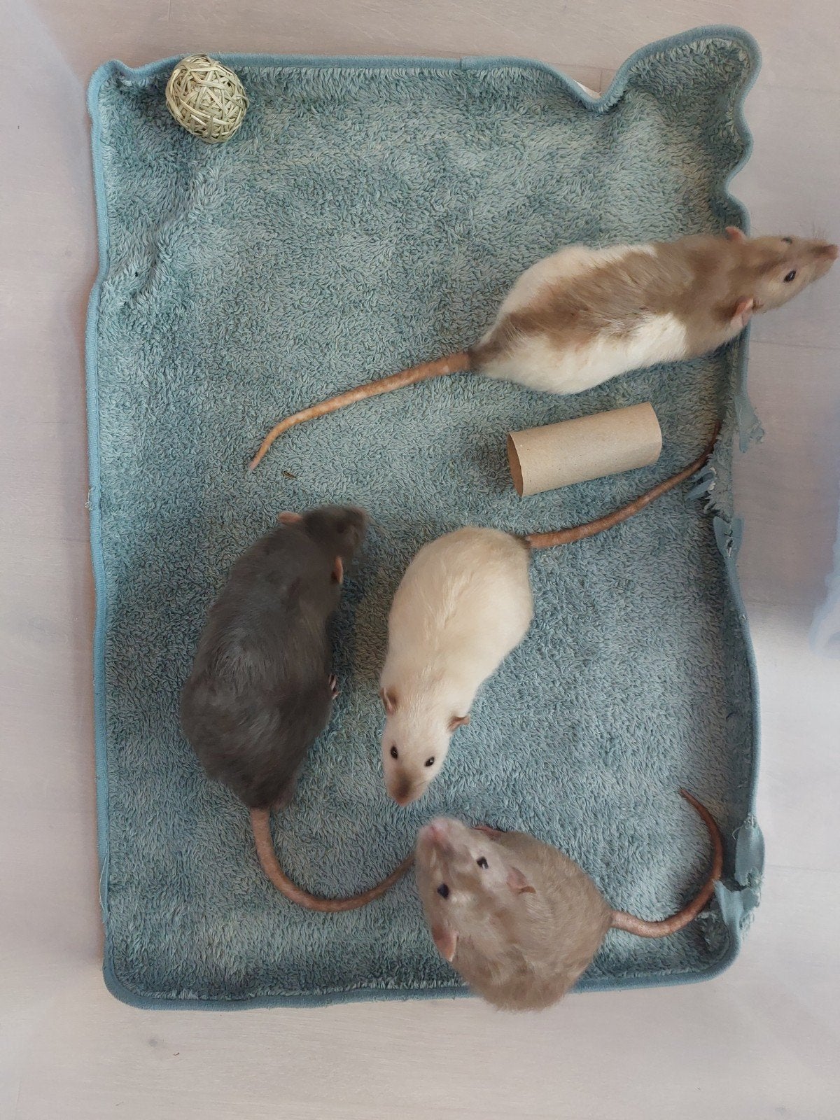 4 tamme ratten man met kooi compleet, Rat, Mannelijk, Mei, Tam