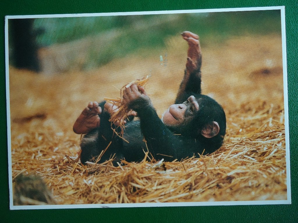 (710) Dierenkaart: AAP, Verzamelen, Verzenden, 1980 tot heden, Gelopen, Overige soorten