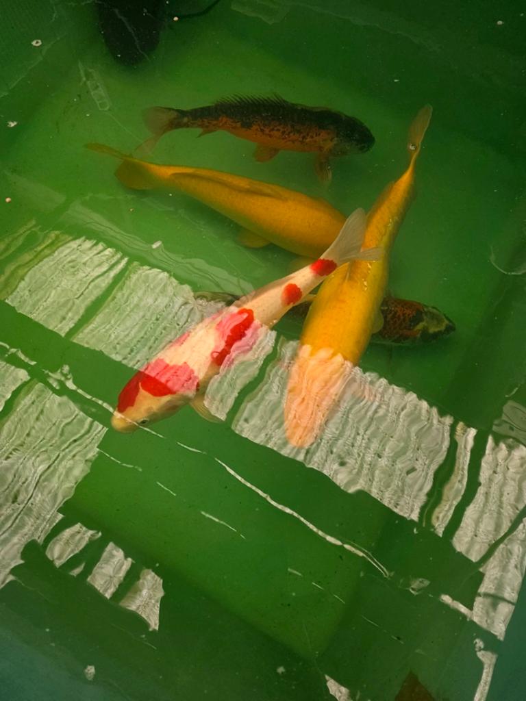 Japanse Koi, 11 stuks, Dieren en Toebehoren, Vissen | Vijvervissen, Karper of Koi