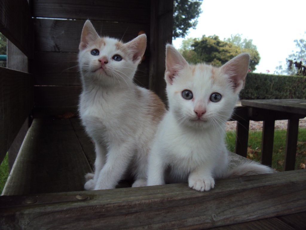 Lieve kittens cypers schildpad rood poes kater GELIJK MEE, Dieren en Toebehoren, Meerdere dieren, Kortharig, 0 tot 2 jaar