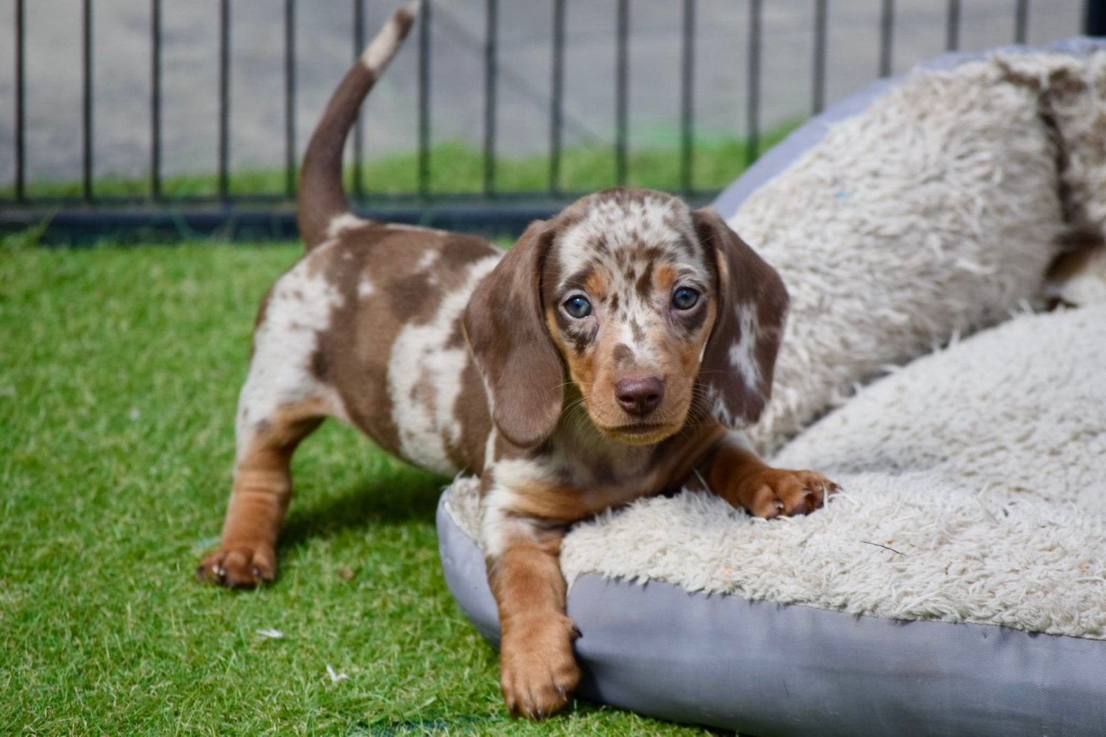 ❤️❤️Super mooie dwerg teckel pups❤️❤️, 8 tot 15 weken, Korthaar, Dwerg, Meerdere