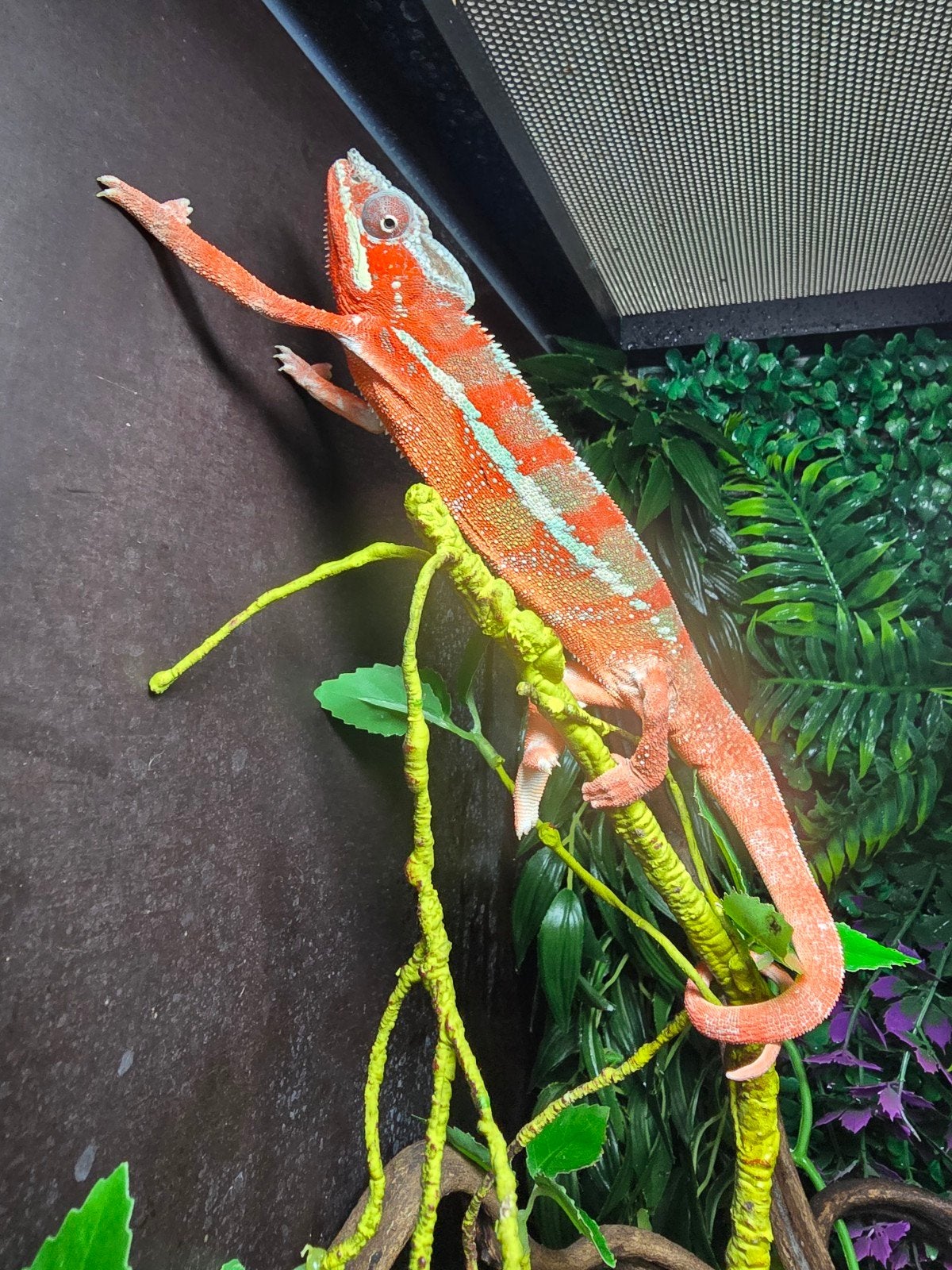 Prachtige panterkameleon (Furcifer pardalis ambilobe red) Chameleon photo 2