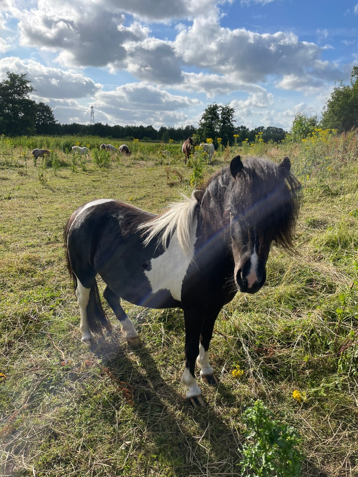 Te koop diverse ponys, Dieren en Toebehoren, Pony's, Meerdere dieren, A pony (tot 1.17m), 0 tot 2 jaar