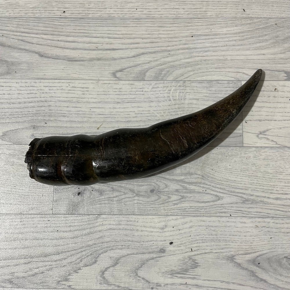 Waterbuffel hoorn los 35cm nr 340 | Lederstore, Ophalen of Verzenden, Nieuw, Boerderijdier, Gewei of Kop