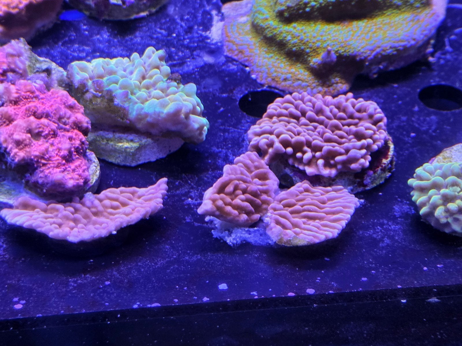 Diverse Montipora stekken, Ophalen, ., Plant(en), Steen of Hout, Nieuw