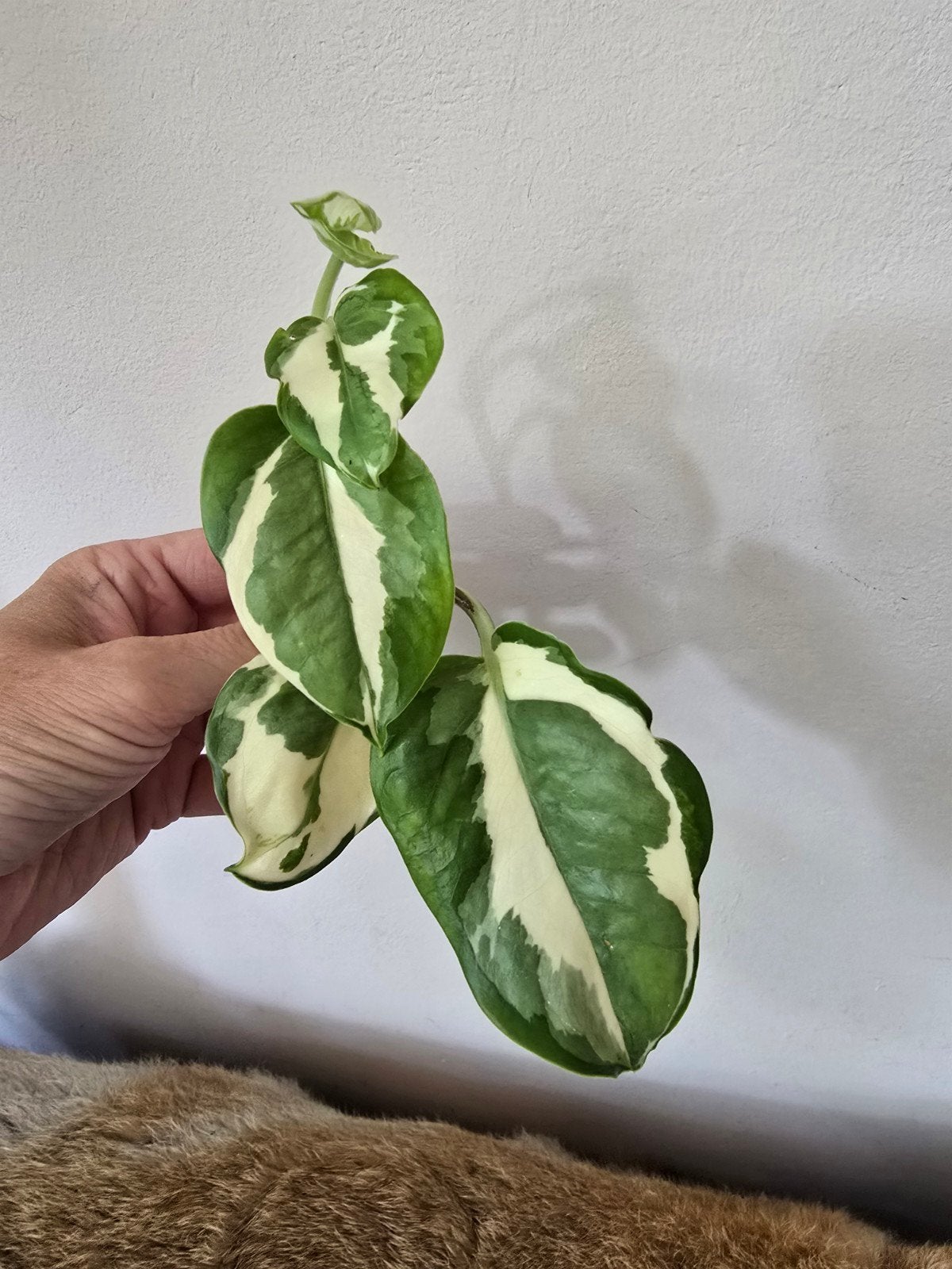 Epipremnum Glacier, Ophalen, Halfschaduw, Minder dan 100 cm
