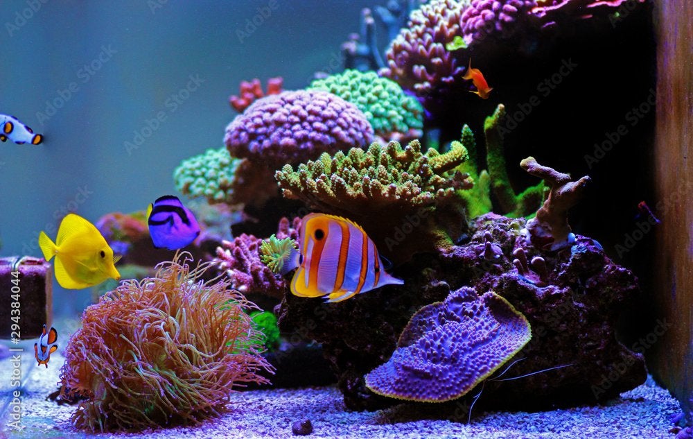 Reefing community - Zuid Holland, Vis, Zoutwatervis