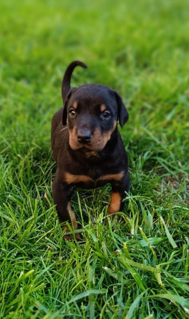 Dobermann pup, België, Fokker | Hobbymatig, Overige rassen, 8 tot 15 weken