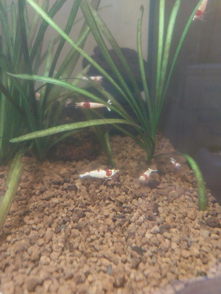 Crystal red garnalen, Kreeft, Krab of Garnaal