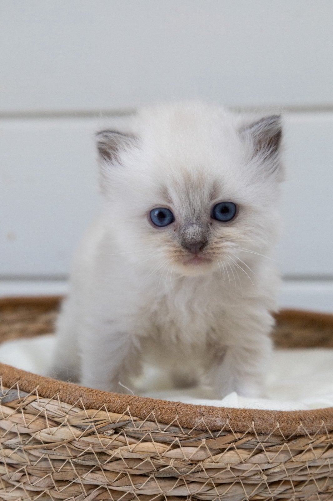 Ragdoll x pers, Dieren en Toebehoren, Katten en Kittens | Raskatten | Langhaar, Meerdere dieren, Ontwormd