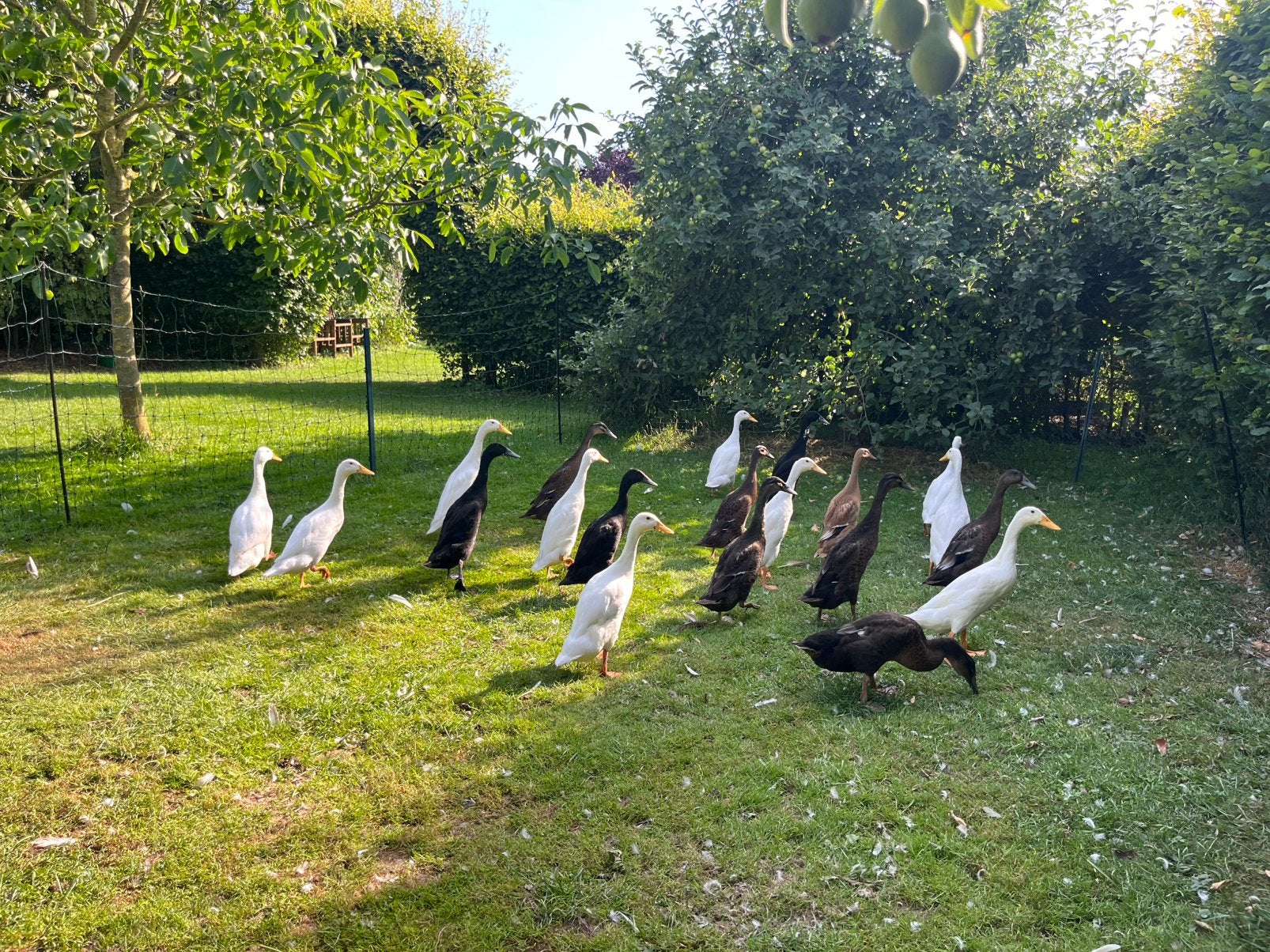 Loopeenden, Dieren en Toebehoren, Pluimvee, Meerdere dieren, Eend