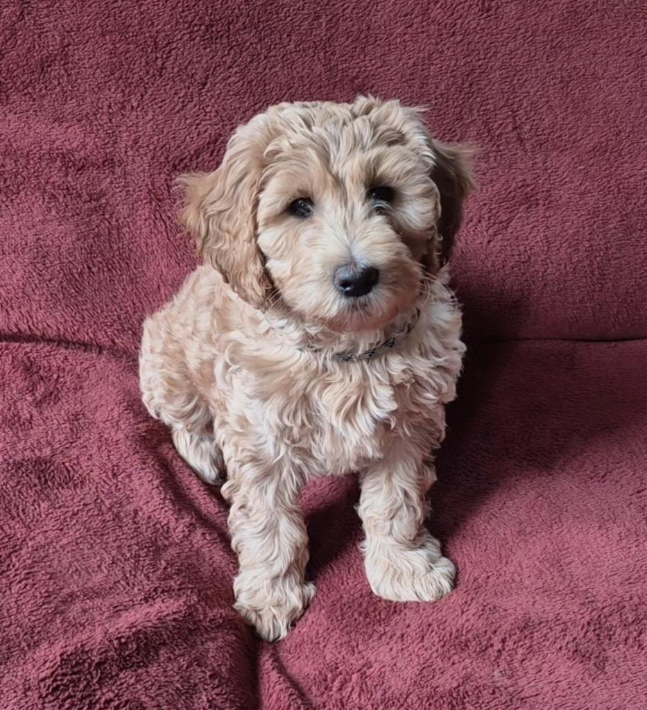 Labradoodle multigen pups, Parvo, Nederland, Overige rassen, 8 tot 15 weken