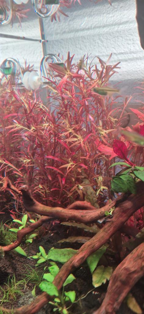 Rotala Rotundifolia Blood Red Stekken, Dieren en Toebehoren, Ophalen, Nieuw, Plant(en), Steen of Hout