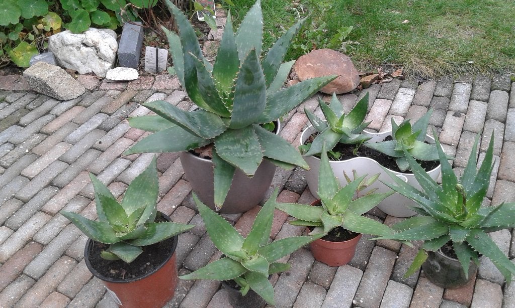 Planten super goedkoop, Overige soorten, Volle zon, Vaste plant, Ophalen of Verzenden