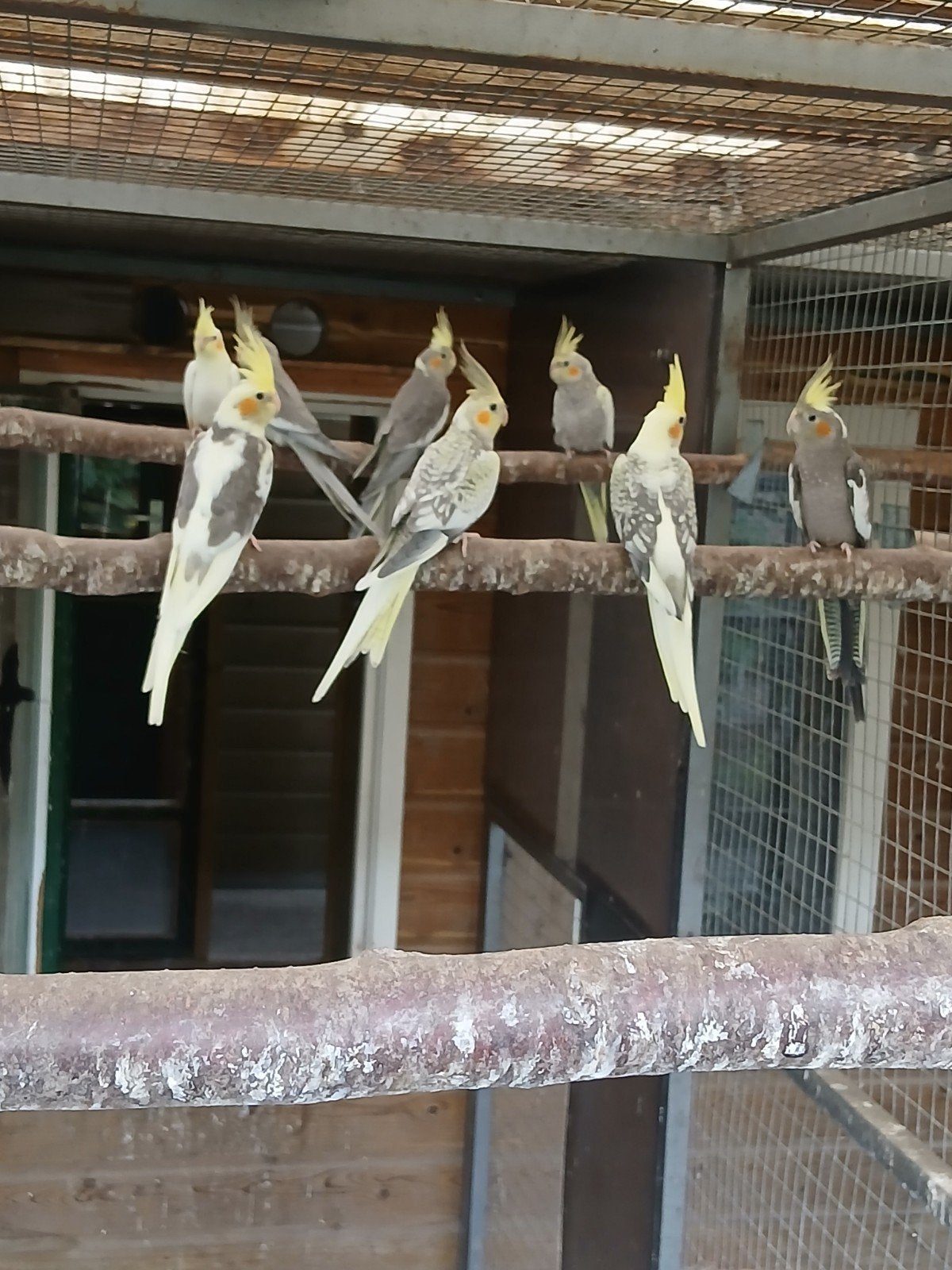te koop jonge valkparkieten vroege vogels van dit jaar, Dieren en Toebehoren, Meerdere dieren, Parkiet, Geringd
