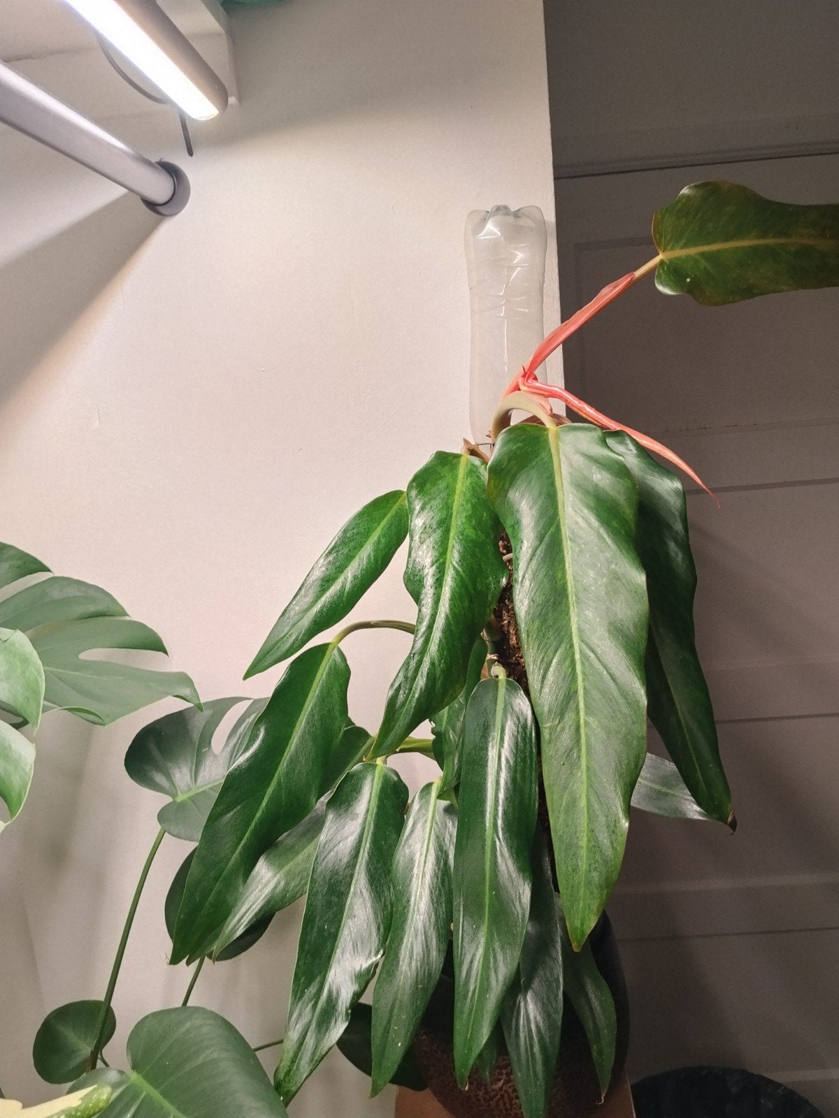 Philodendron Painted Lady - Prachtige Klimplant, Ophalen, Overige soorten, Halfschaduw, Minder dan 100 cm