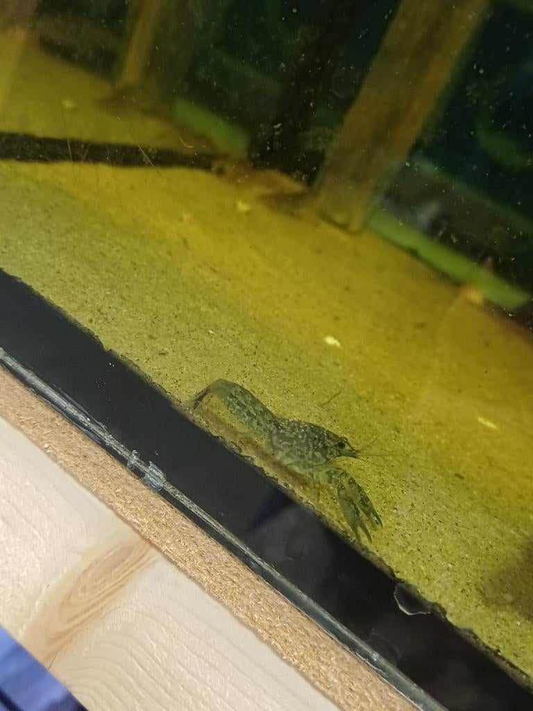 Dwergkreeftjes, Dieren en Toebehoren, Vissen | Aquariumvissen, Vis