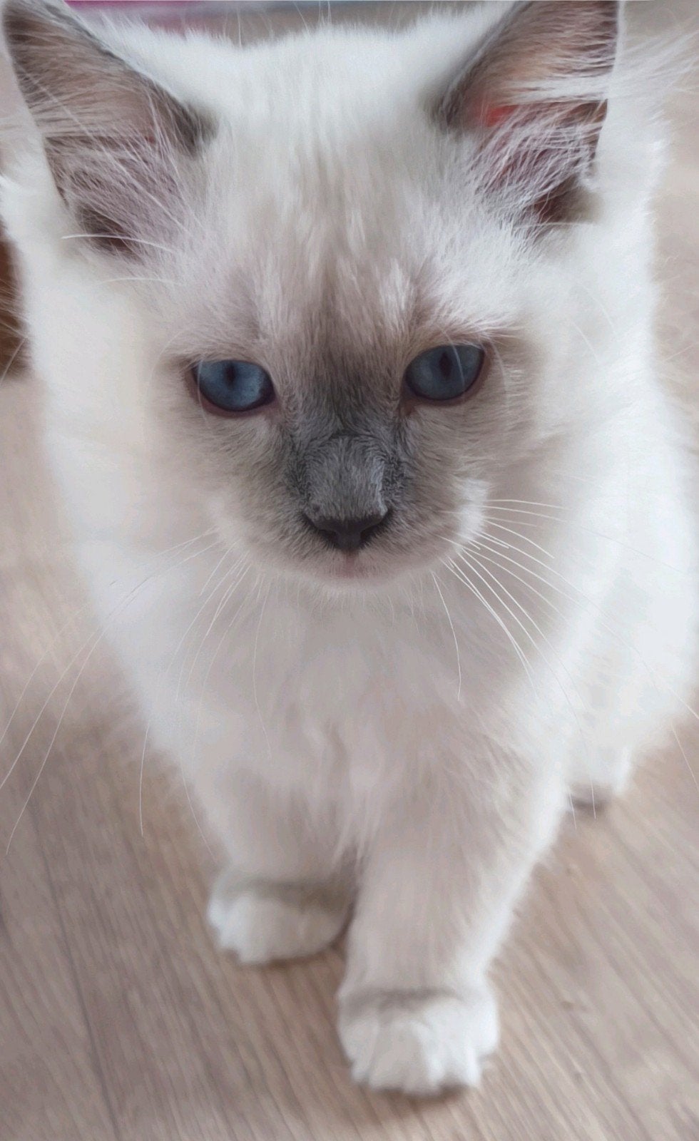 Prachtige 100% raszuivere Ragdoll kittens mogen direct mee, Meerdere dieren, Gechipt, 0 tot 2 jaar