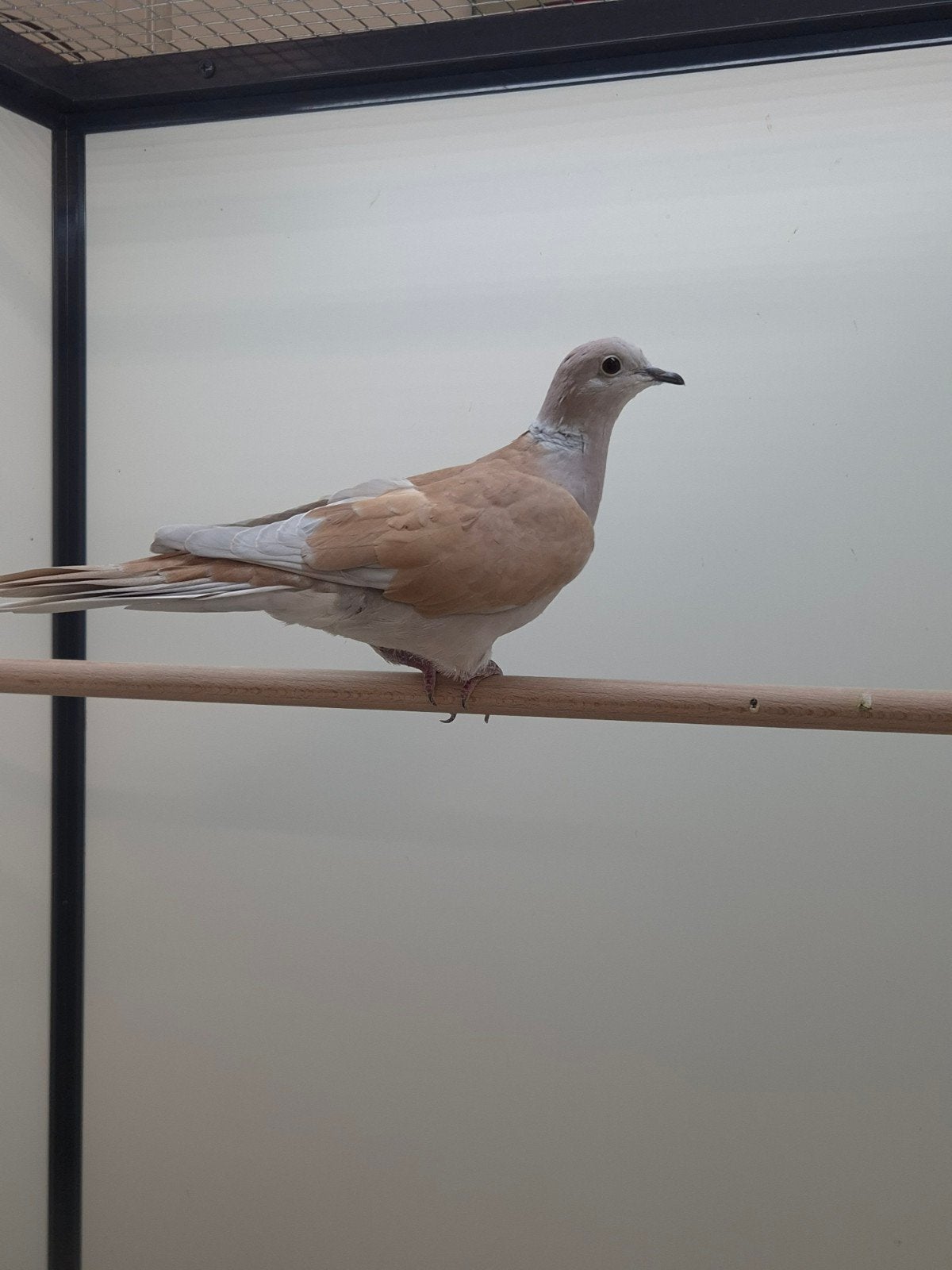 1-1 Lachduiven, Meerdere dieren, Tropenvogel, Geringd