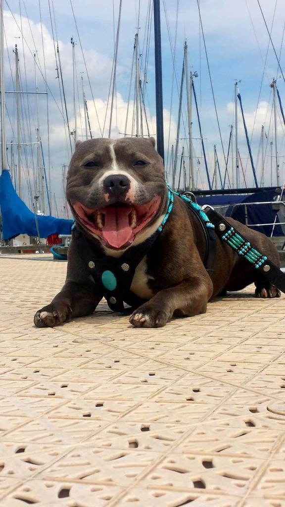 Doxtasy tuig leer stafford pitbull bully, Dieren en Toebehoren, Ophalen of Verzenden, Zo goed als nieuw