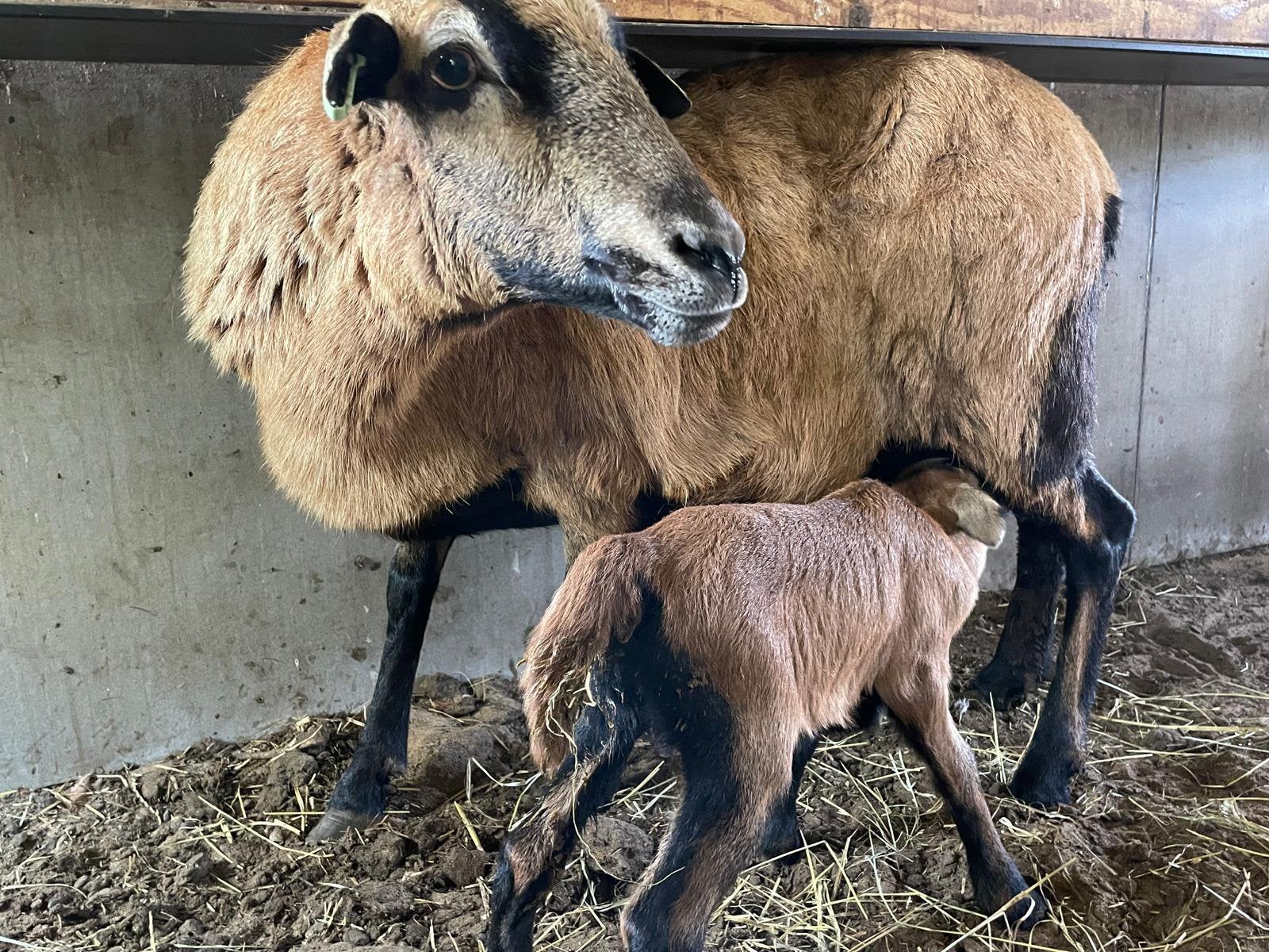 Kameroen schapen, Dieren en Toebehoren, Meerdere dieren, Schaap, 0 tot 2 jaar