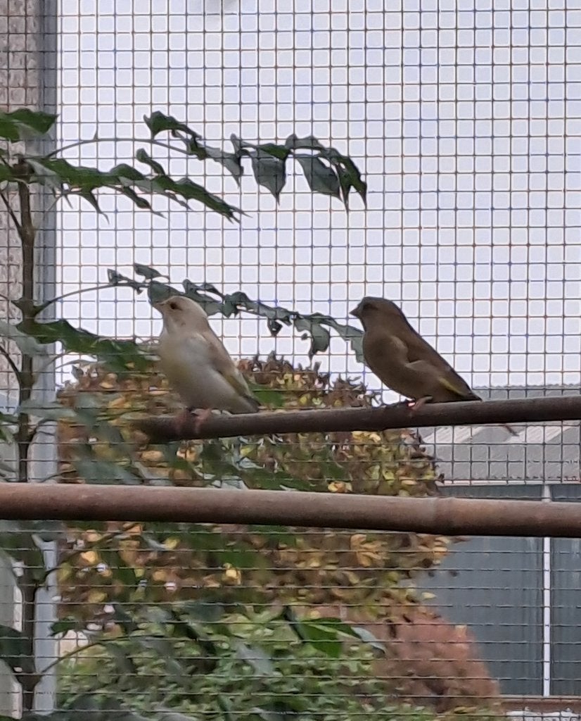 vogels, Dieren en Toebehoren, Vogels | Overige Vogels, Meerdere dieren, Wildzangvogel, Geringd