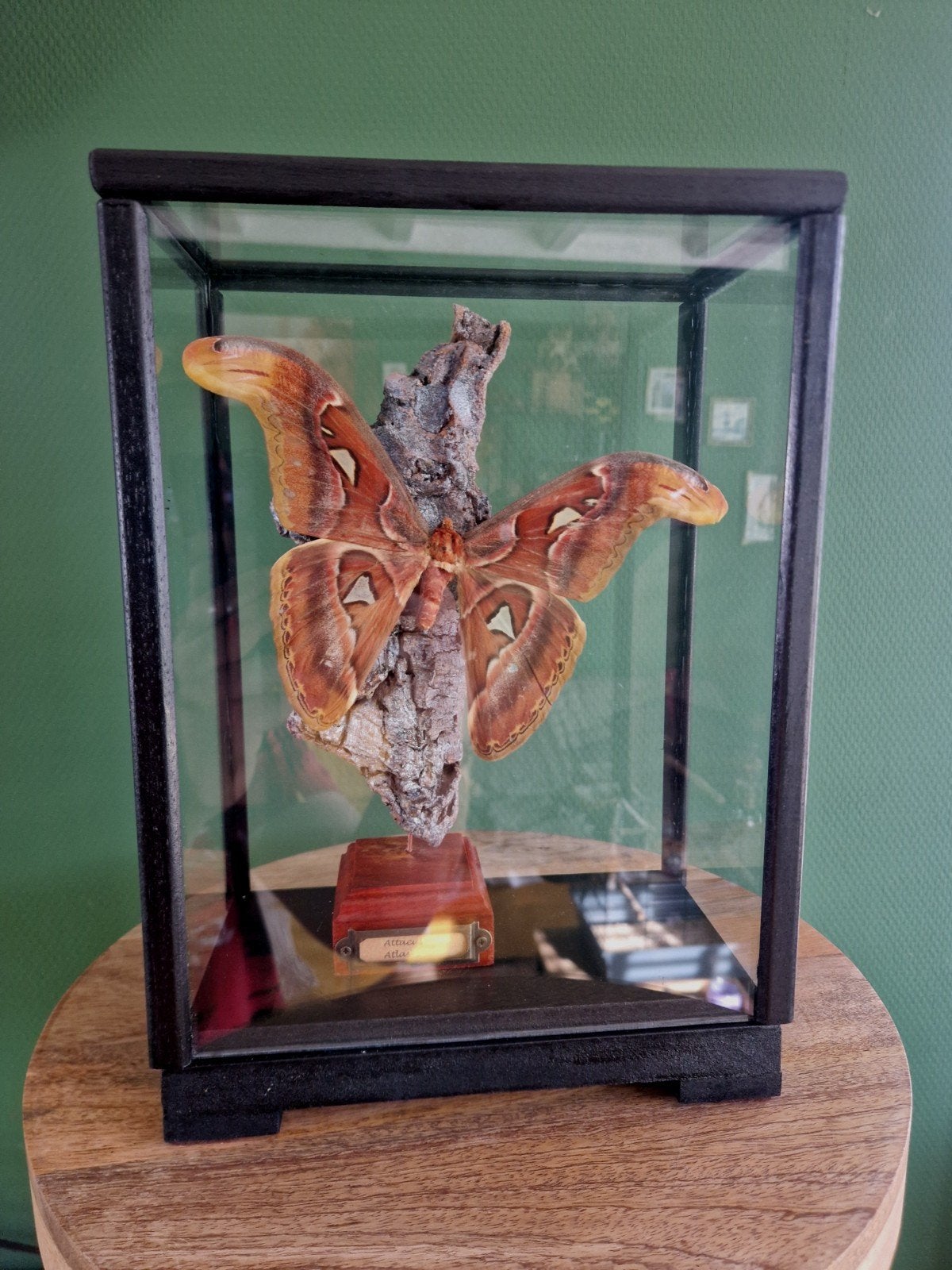 Prachtige Attacus Atlas vlinder in vitrine, Ophalen of Verzenden, Zo goed als nieuw