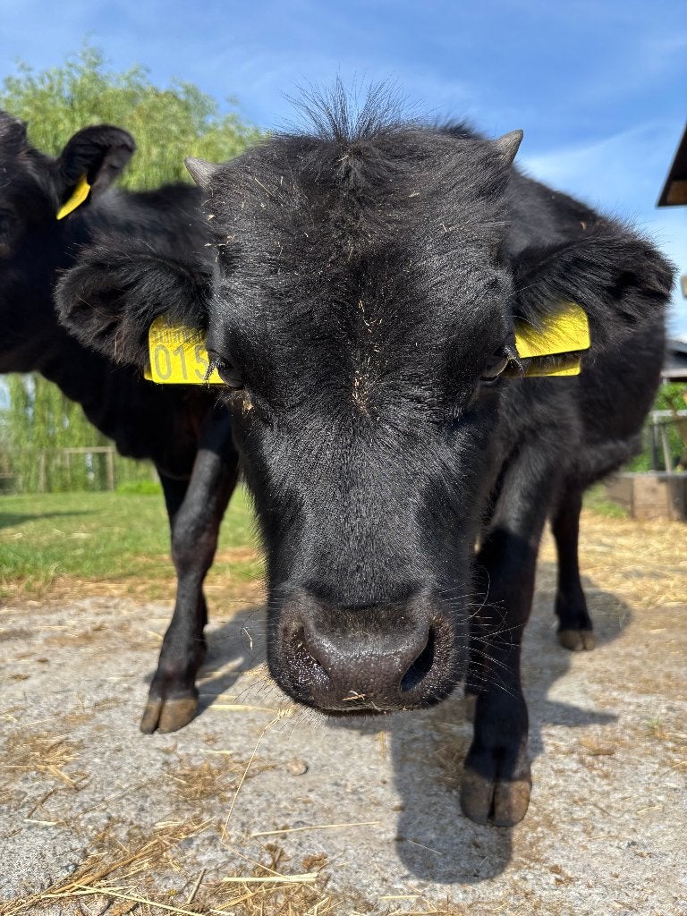 Dahomey's | Jong | Halftam, Dieren en Toebehoren, Schapen, Geiten en Varkens, Meerdere dieren, Varken, 0 tot 2 jaar