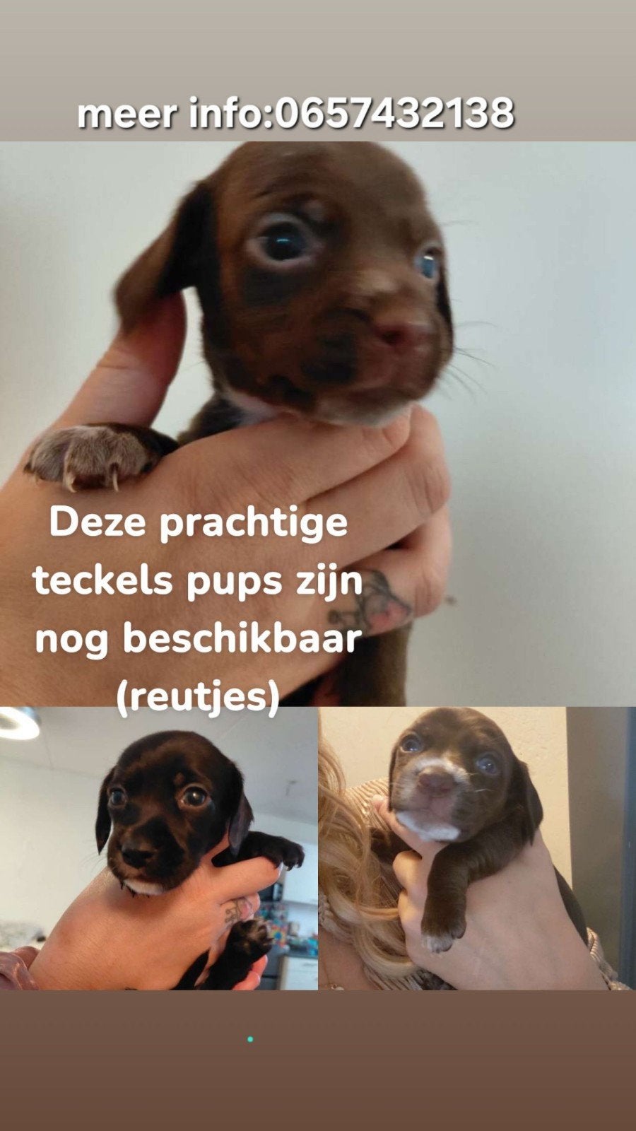 prachtige teckel pups, Dieren en Toebehoren, 8 tot 15 weken, Korthaar, Dwerg, Meerdere
