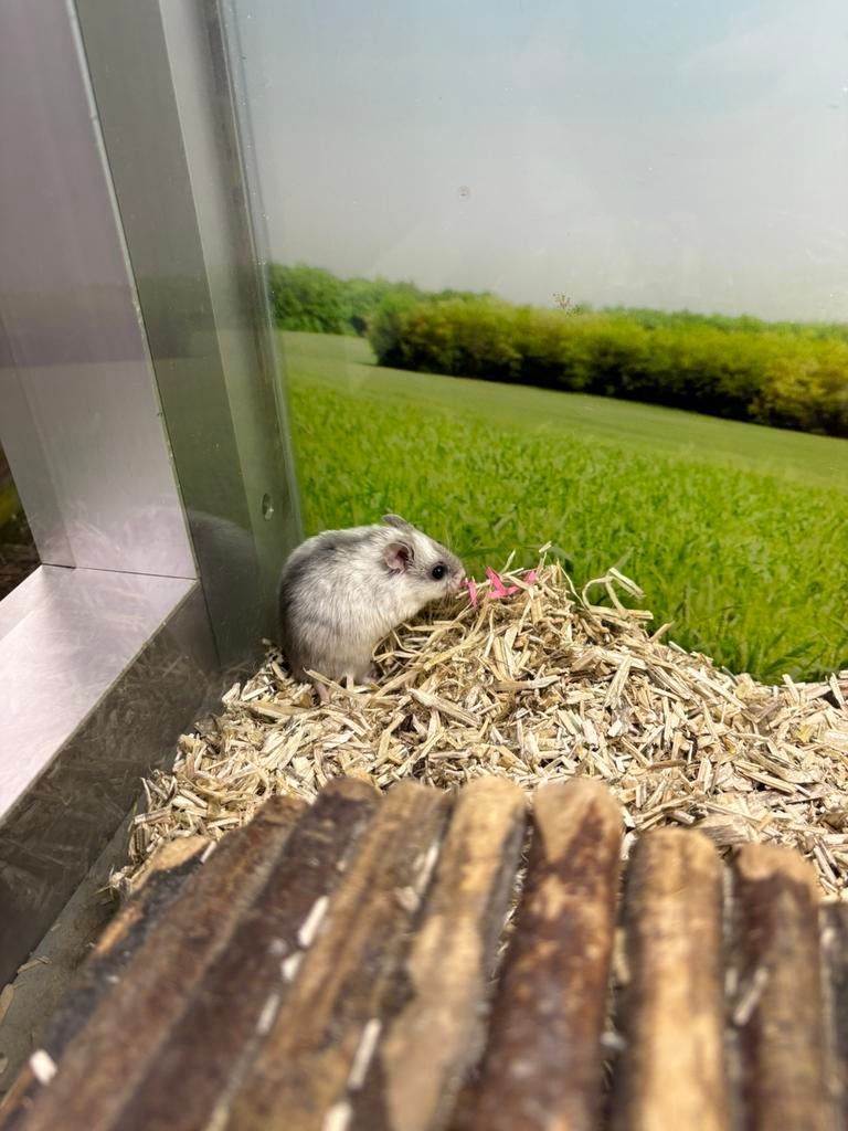 Jonge Chinese dwerghamsters vrouw, Dieren en Toebehoren, Knaagdieren, Januari, Vrouwelijk, Hamster
