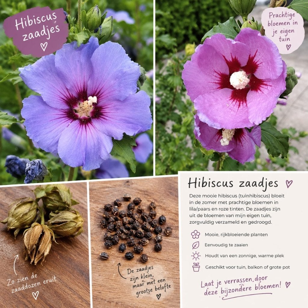 Zaden Hibiscus, Althea struik Zaadjes, Ophalen of Verzenden, Voorjaar, Volle zon, Zaad
