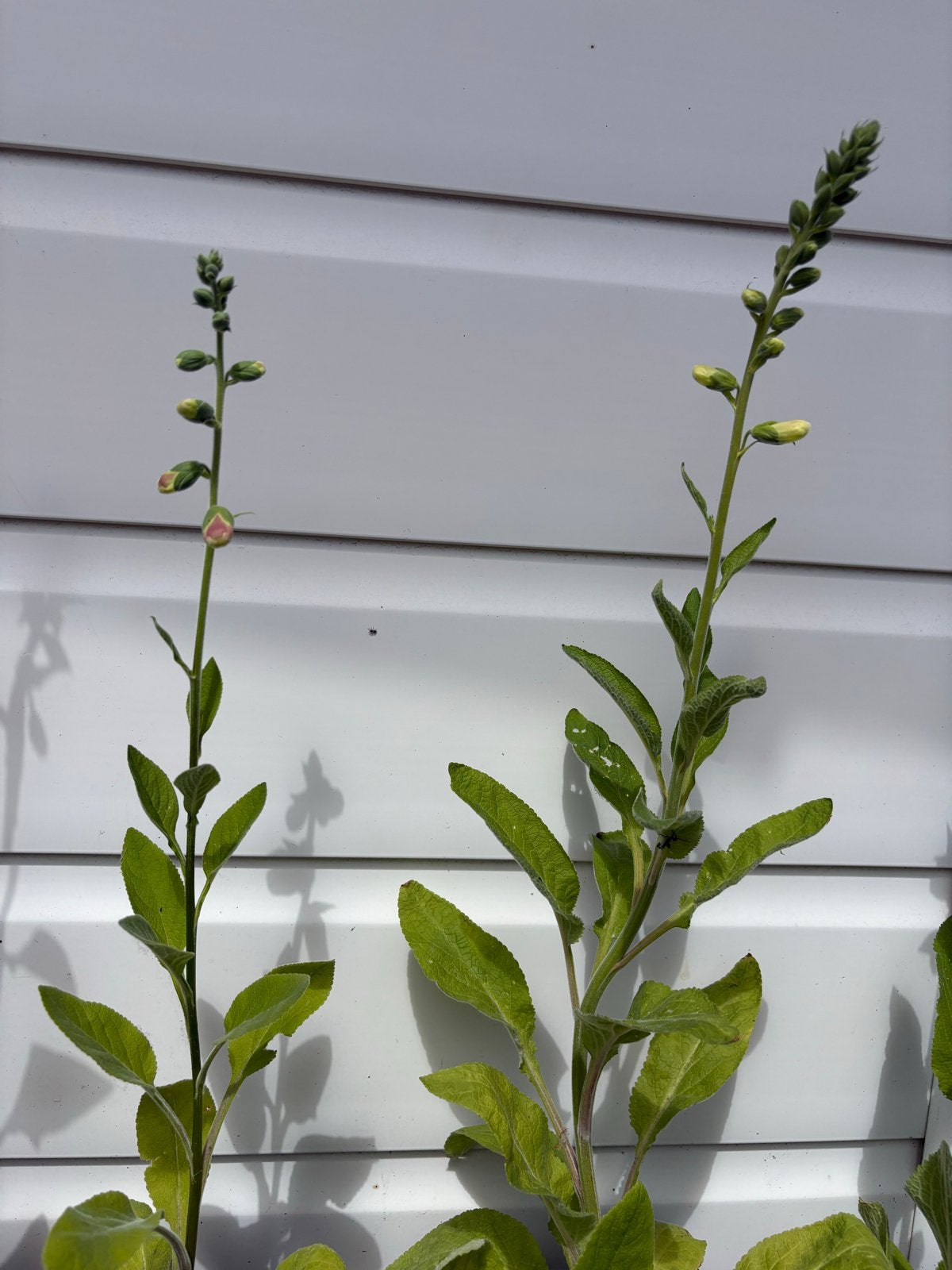 Vingerhoedskruid (Digitalis) - Prachtige Tweejarige Plant, Tuin en Terras, Tweejarig, Halfschaduw, Zomer, Ophalen