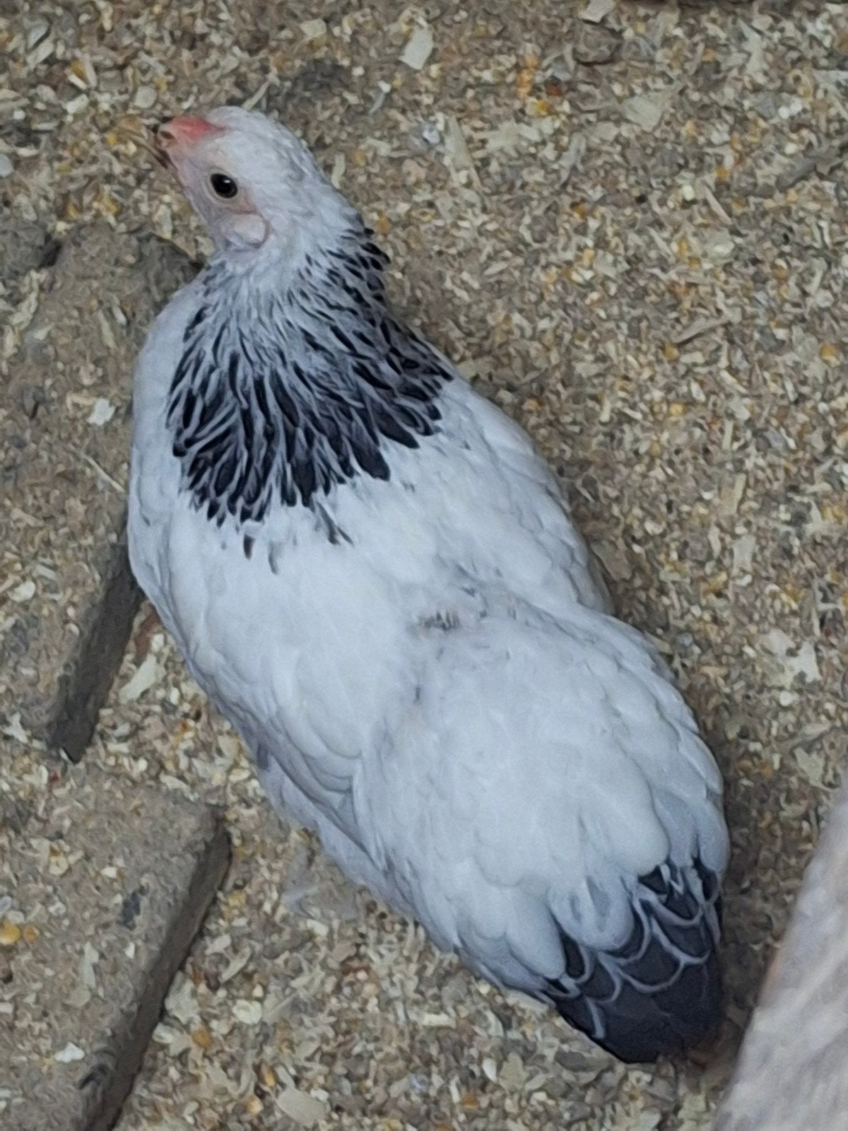Wyandotte  kriel hennetjes te koop., Vrouwelijk, Kip