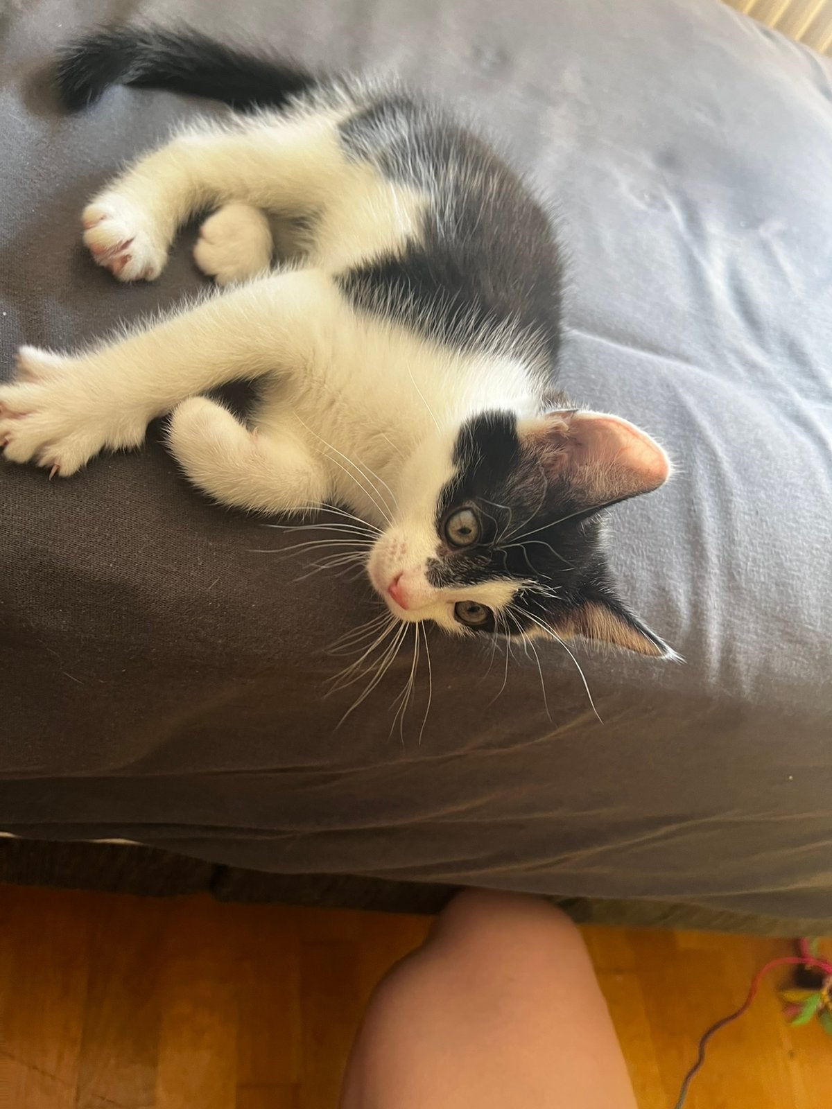 Een heel lief en kitten zoekt een nieuw gezin en een thuis., Dieren en Toebehoren, Kater, Kortharig, 0 tot 2 jaar