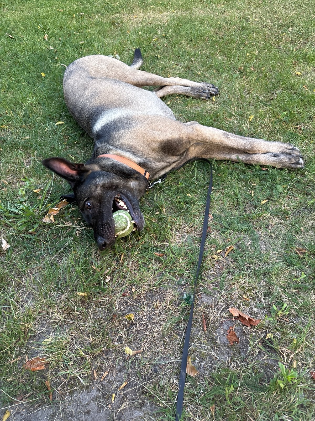 Mechelse herder, 6 jaar of ouder, Parvo, Reu, Eén hond