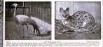 Artis 1918; een stanley-kraanvogel en een serval, Verzenden, Voor 1940, Gebruikt, Dier
