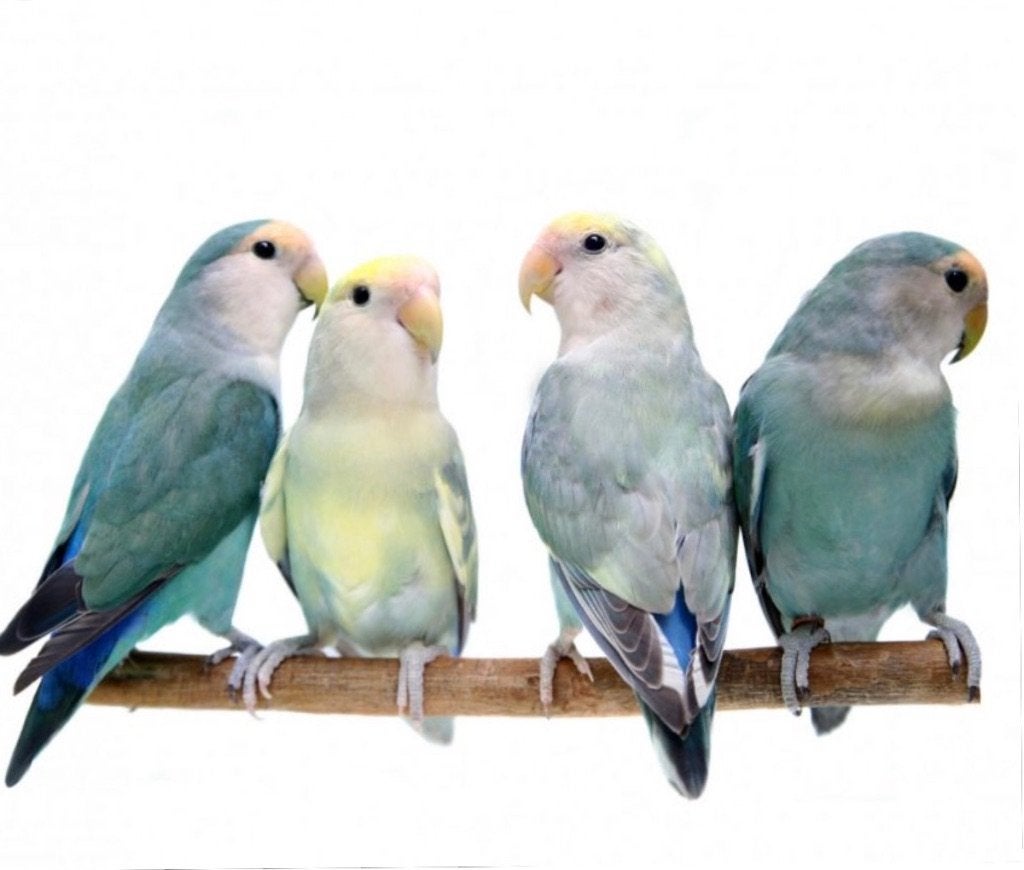 Gezocht Agapornis roseicollis POP, Vrouwelijk, Dwergpapegaai of Agapornis, Tam