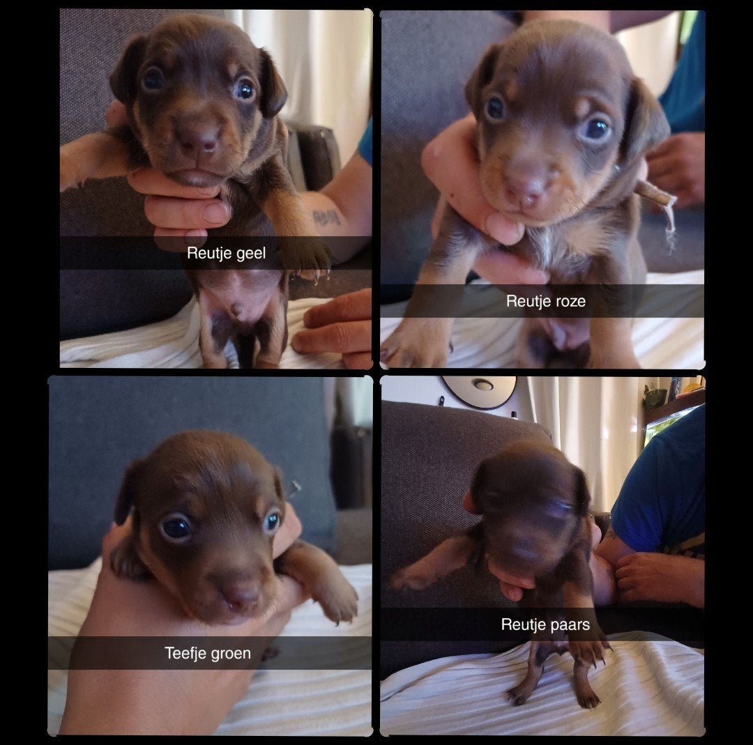 Jackrussel pups, Dieren en Toebehoren, Honden | Jack Russells en Terriërs, Jack Russell Terriër, 8 tot 15 weken, Meerdere, Meerdere dieren