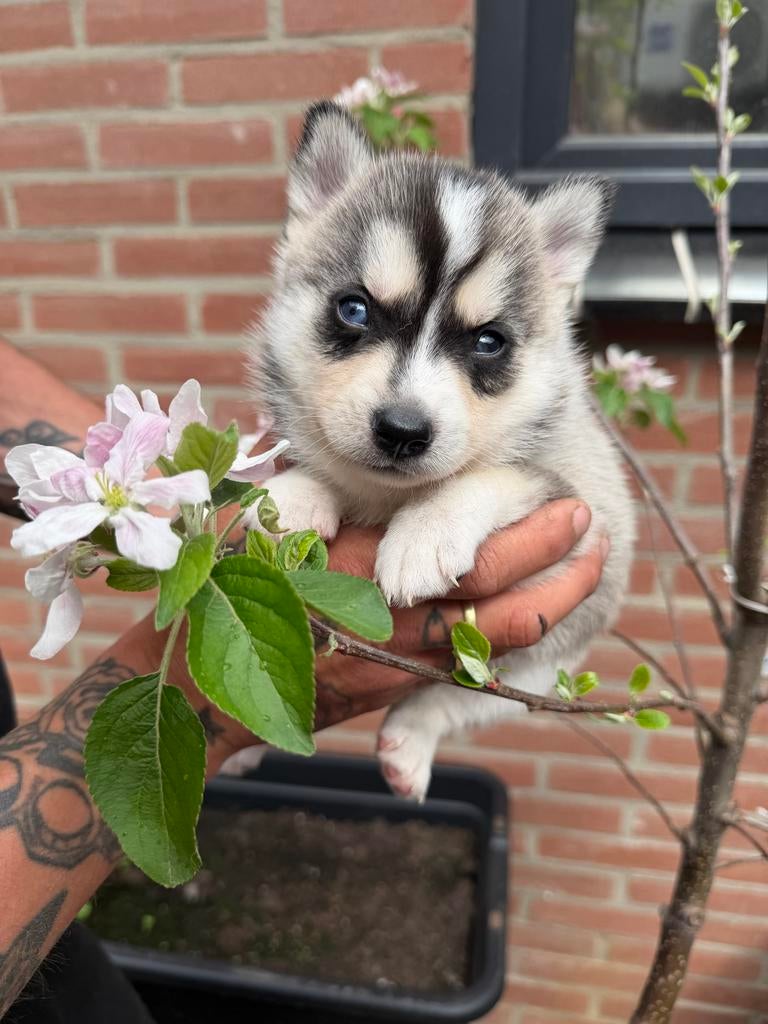 Pomsky pups, Dieren en Toebehoren, Honden | Poolhonden, Keeshonden en Oertypen, Overige rassen, 8 tot 15 weken, Meerdere, Meerdere dieren