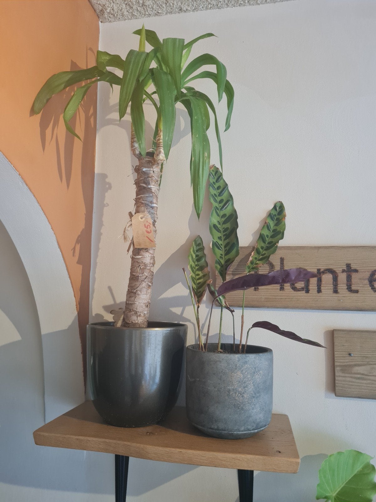 Ruil, doneer of adopteer een plant, Ophalen
