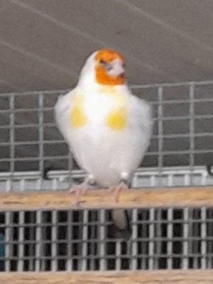Koppel majoor putters, Meerdere dieren, Wildzangvogel